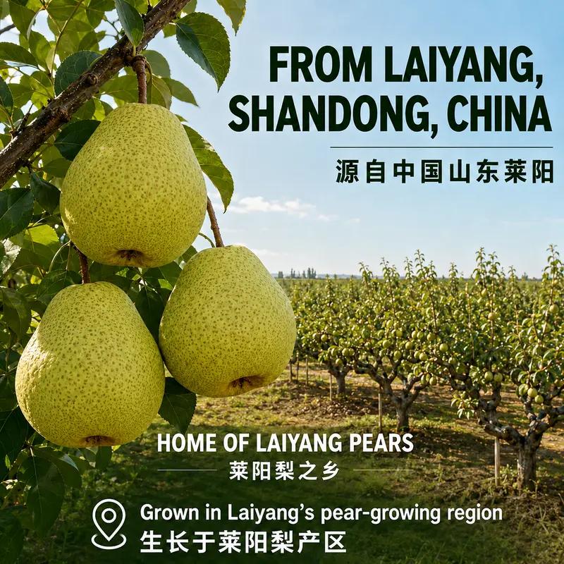 [Clearance Sale] Yizhibi NFC 100% Laiyang Pear Juice 310ml × 8 Cans Gift Box