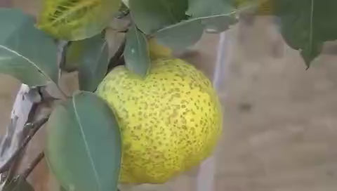 Yizhibi Laiyang pear juice can with fresh pears by ONE PEN SG Singapore